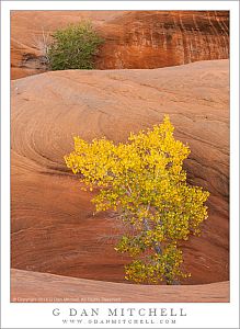 Cottonwood Trees, Potholes