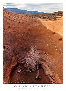 Dead Trees, Sandstone Potholes