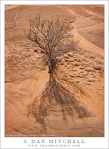 Dry Bush and Shadow