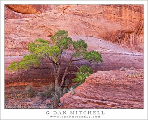 Cottonwood, Red Rock Canyon