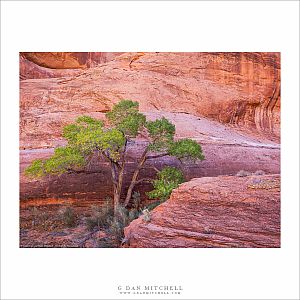 Cottonwood, Red Rock Canyon