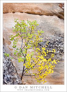 GreenYellowLeavesSandstoneEscalante20121024