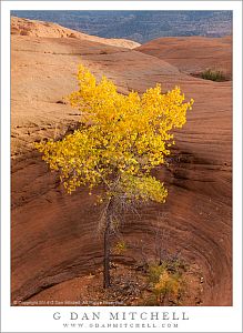 Cottonwood Tree, Sandstone Pothole