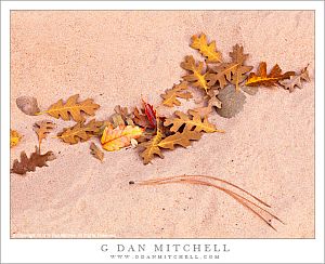 AutumnLeavesPinkSand20121022