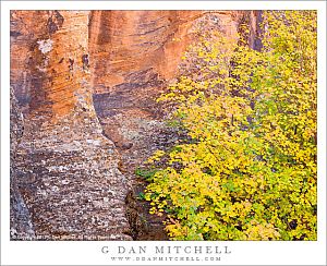 AutumnMapleTreeLeavesSlotCanyonZion20121022