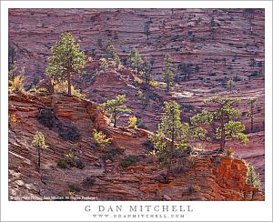 BacklitTreesRockHighCountryAfternoonZion20121022