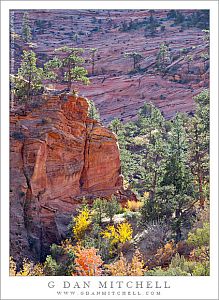 CanyonBottomRedRockTreesZion20121022