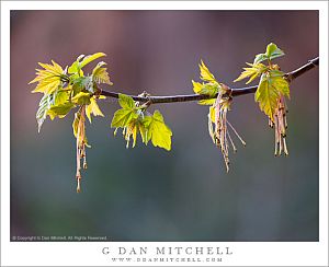 CottonWoodBranchSpringZion20120404