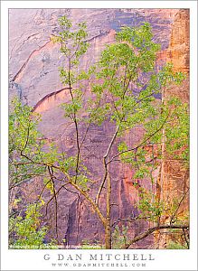 CottonwoodTreesColorfulCanyonWallsZion20121013
