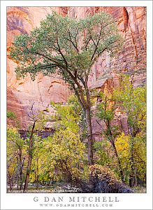 Cottonwood Tree, Sandstone Cliff