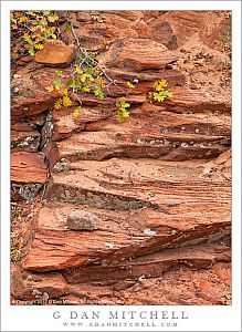 OakBranchLayeredSandstoneAfterRainZion20121012