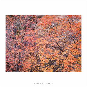 Red Maple Trees, Autumn