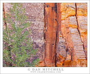 RedRockAndTree20120403