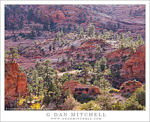 RedRockTreesAfternoonLightZion20121022