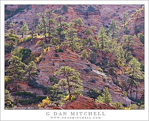 RedRockTreesBacklitZion20121022