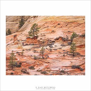 Sandstone and Trees