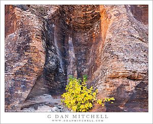 SolitaryFallPlantSculptedRockZion20121022