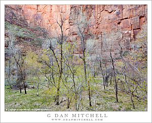 SpringCottonwoodsZionCanyon20120403