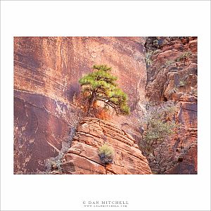 Tree and Sandstone Cliff