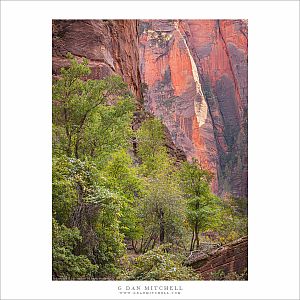 Trees and Sandstone Cliffs