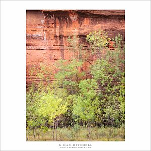 Trees at Base of Cliff