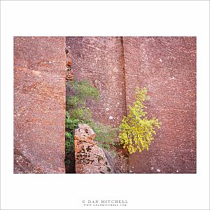 Trees On Sandstone Cliff